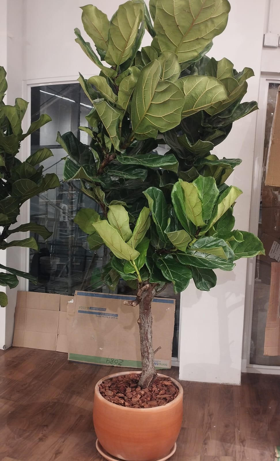 Ficus lyrata